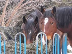 Slow Feed Hay Bags