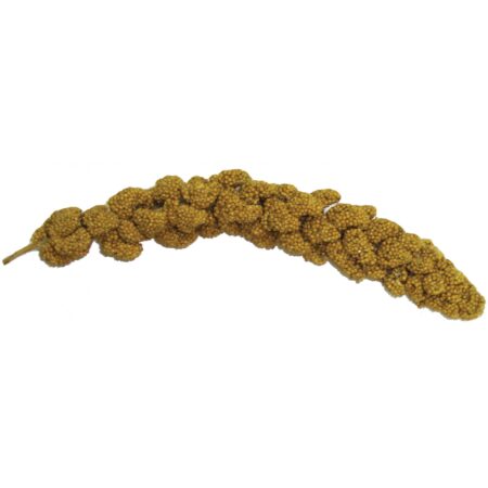 Golden Spray Millet